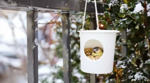 Arrêtez de jeter ce pot en plastique : les oiseaux en raffolent surtout en hiver