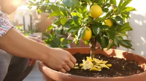 Citronnier qui ne donne rien : enterrez ce déchet de cuisine au pied, il peut se couvrir de fruits