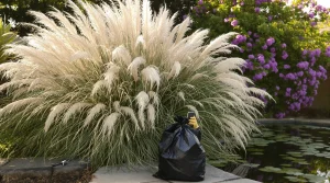 Quelles plantes décoratives sont désormais interdites et vous coûtent très cher ?