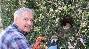 Tailler les haies à cette période dérange les oiseaux et freine la floraison, voici pourquoi