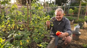 Vos tomates vous supplient de changer vos habitudes : pourquoi la fidélité paie rarement au potager